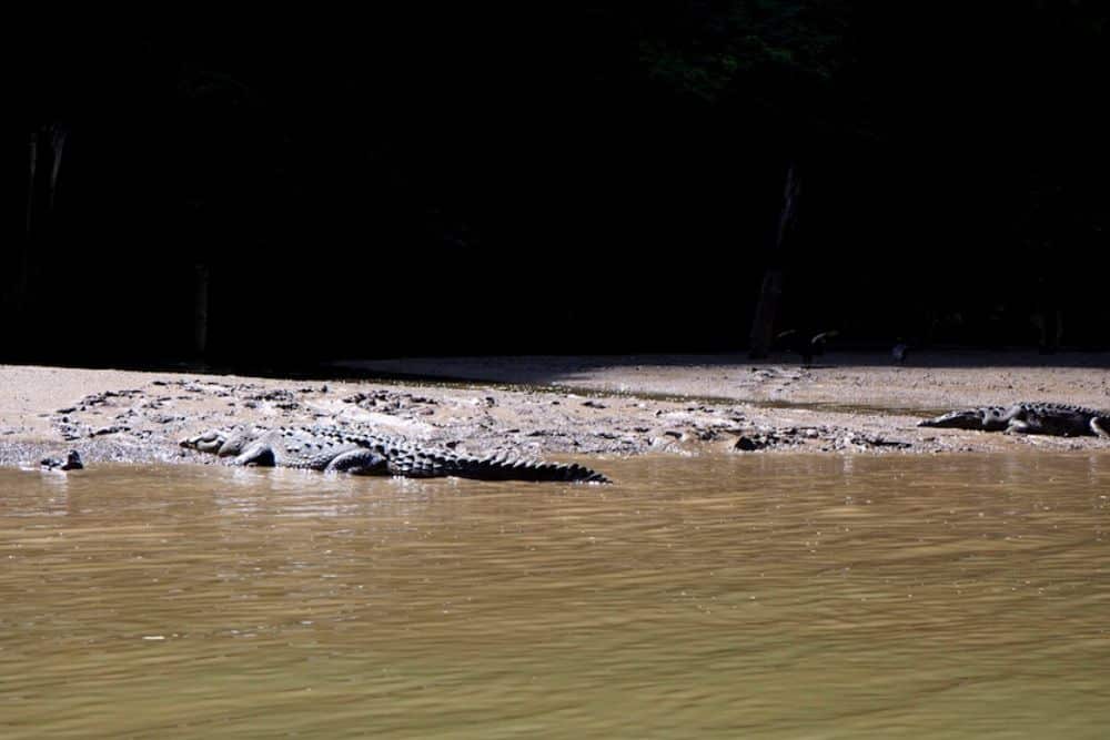 Crocodiles Chiapas Canyon