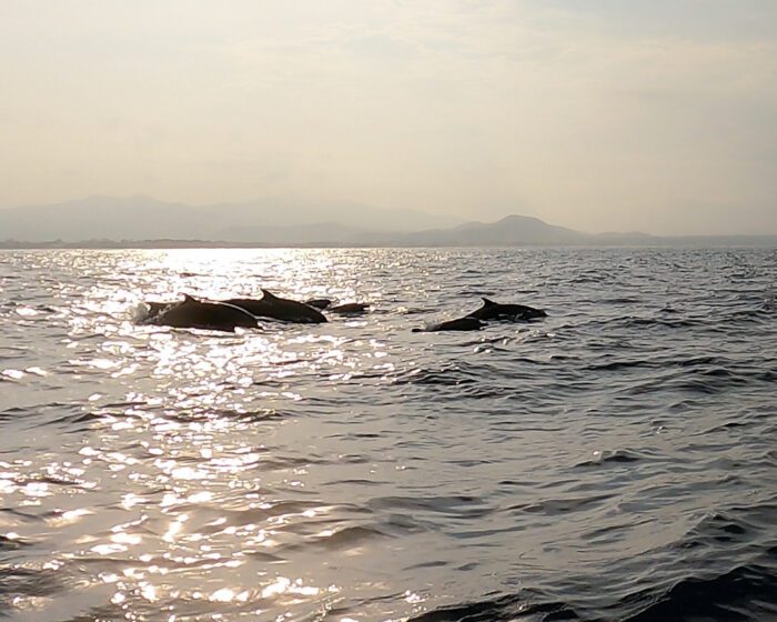 Dolphins in Puerto Escondido