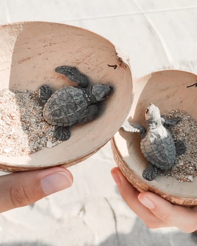 Baby Turtles Bacocho