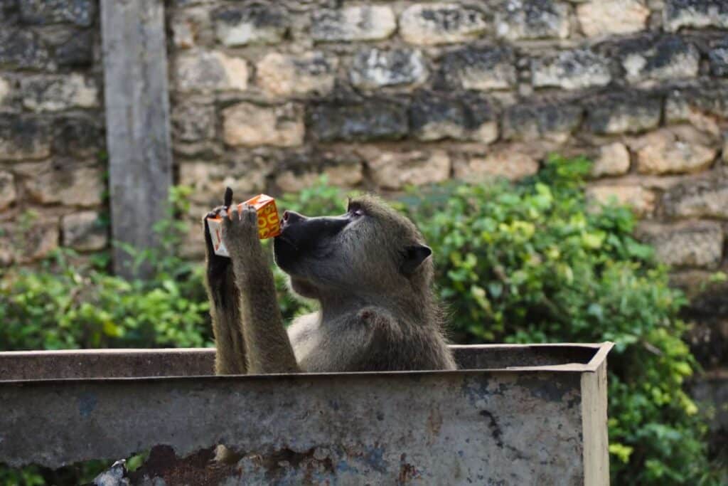 kenya diani baboon